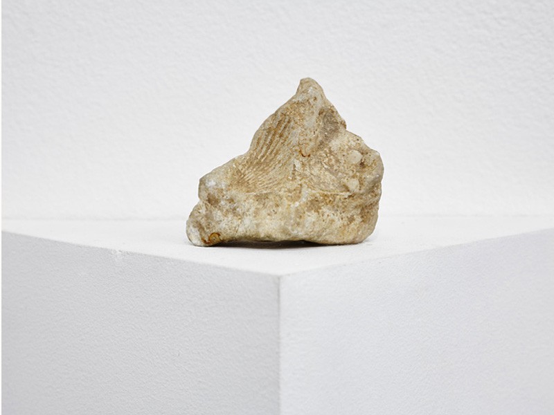 <span class=titre_dessin>Coquillage</span>fossile de coquillage trouvé dans  Sainte-Victoire, <br />2014. Photo JCLett
